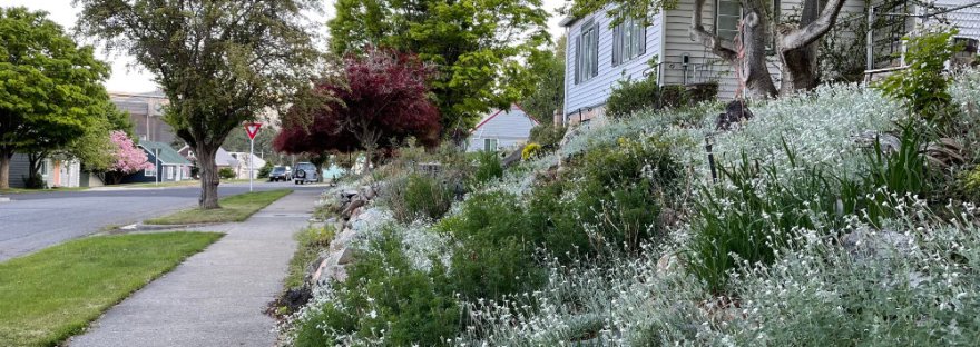 the flower snow-in-summer looks just so in our neighbor's garden