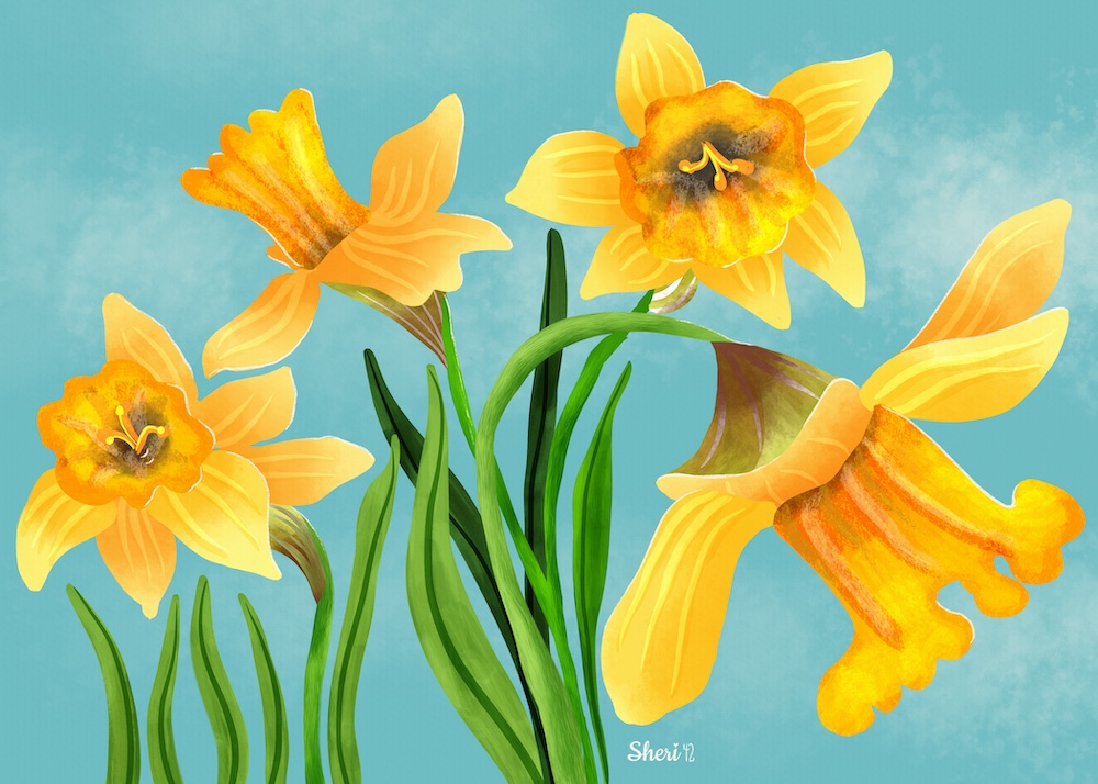 gouache daffodils by Sheri42