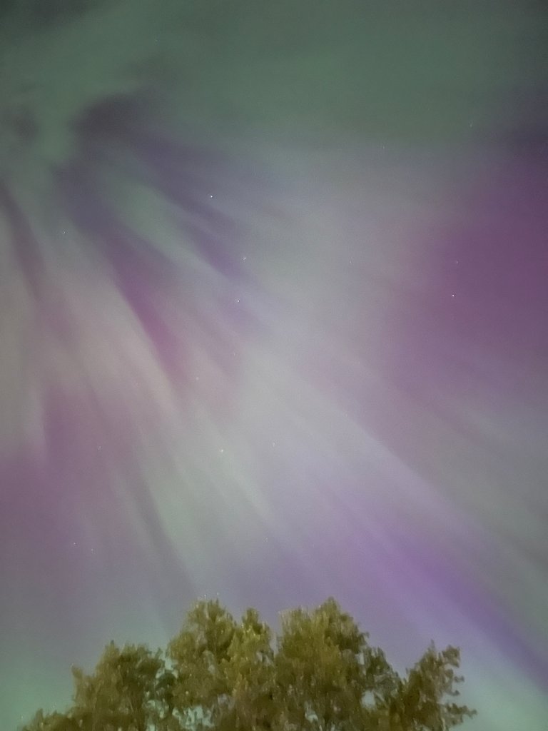 Our sycamore below the Big Dipper surrounded by the Aurora Borealis, the northern lights, on May 10, 2024.
