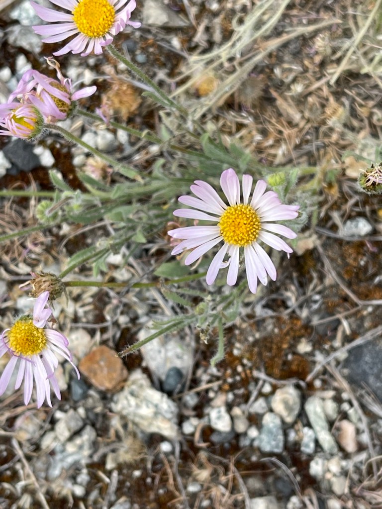 One of 460 species of Erigeron, a form [herb] of the Aster family. Often called threadleaf or fleabane. 