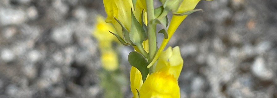 Dalmatian Toadflax, a noxious weed