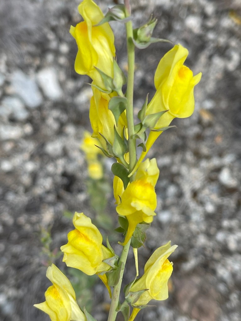 Dalmatian Toadflax, a noxious weed