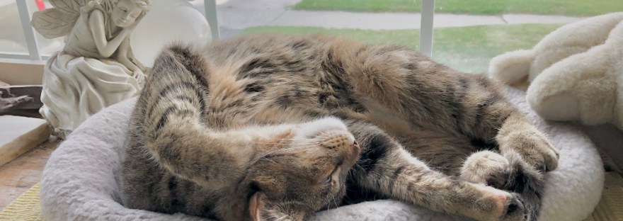 The cat curled up, turned on her side, limbs outstretched and hanging— totally out from a night outside.