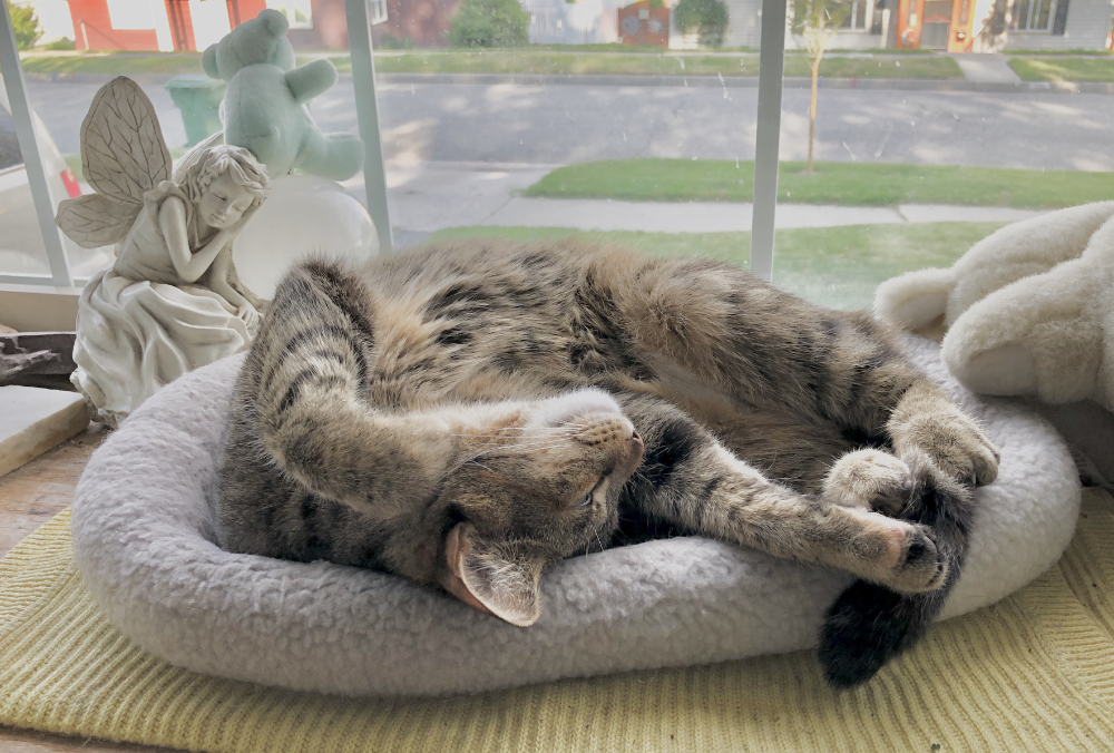 The cat curled up, turned on her side, limbs outstretched and hanging— totally out from a night outside.