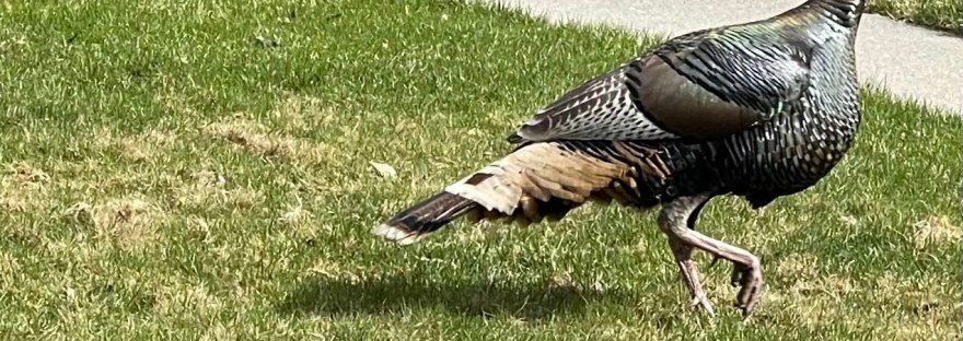 wild turkey in town