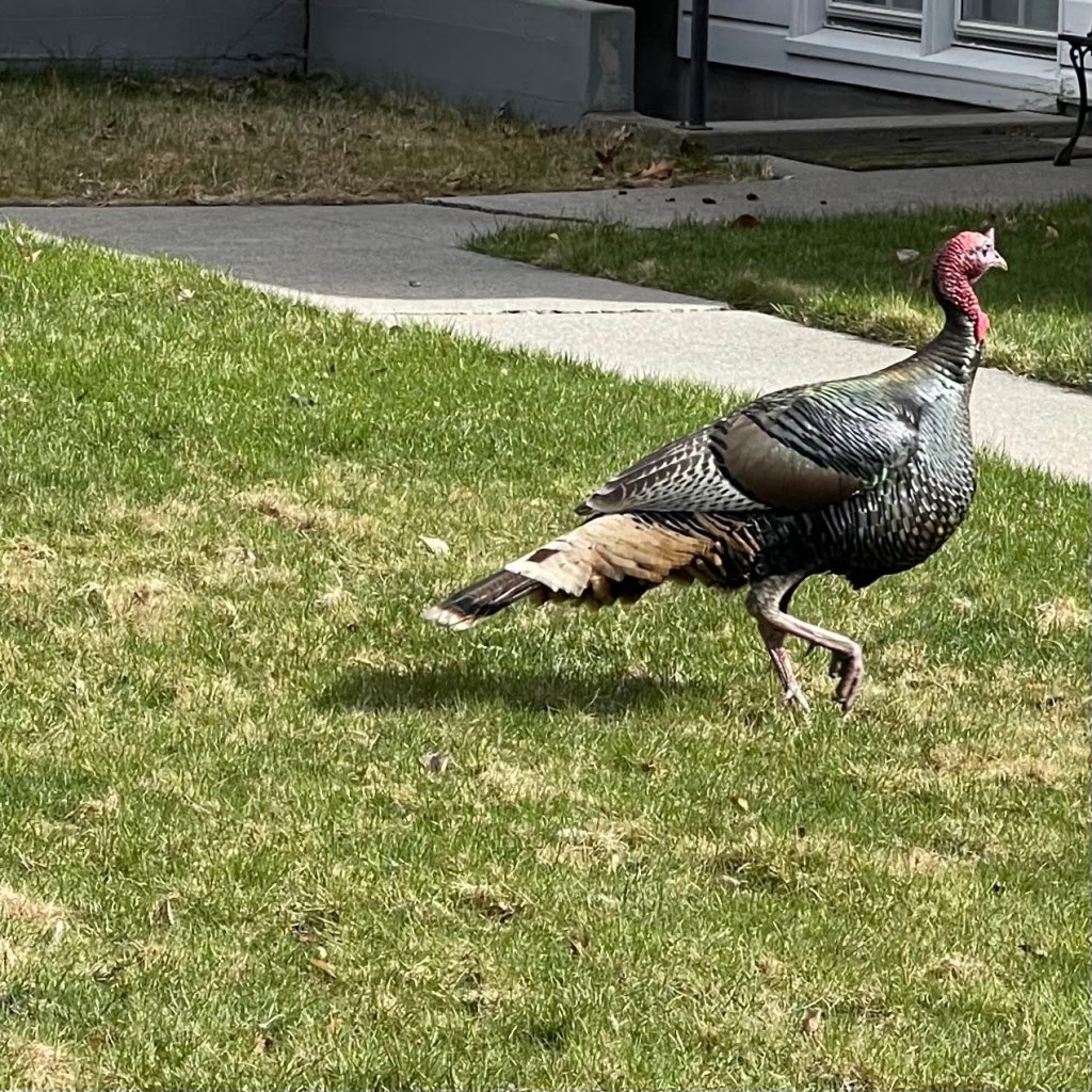 wild turkey in town
