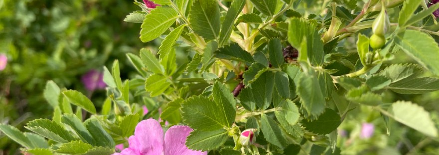 Woods Rose —Rosa woodsii east of the Cascades