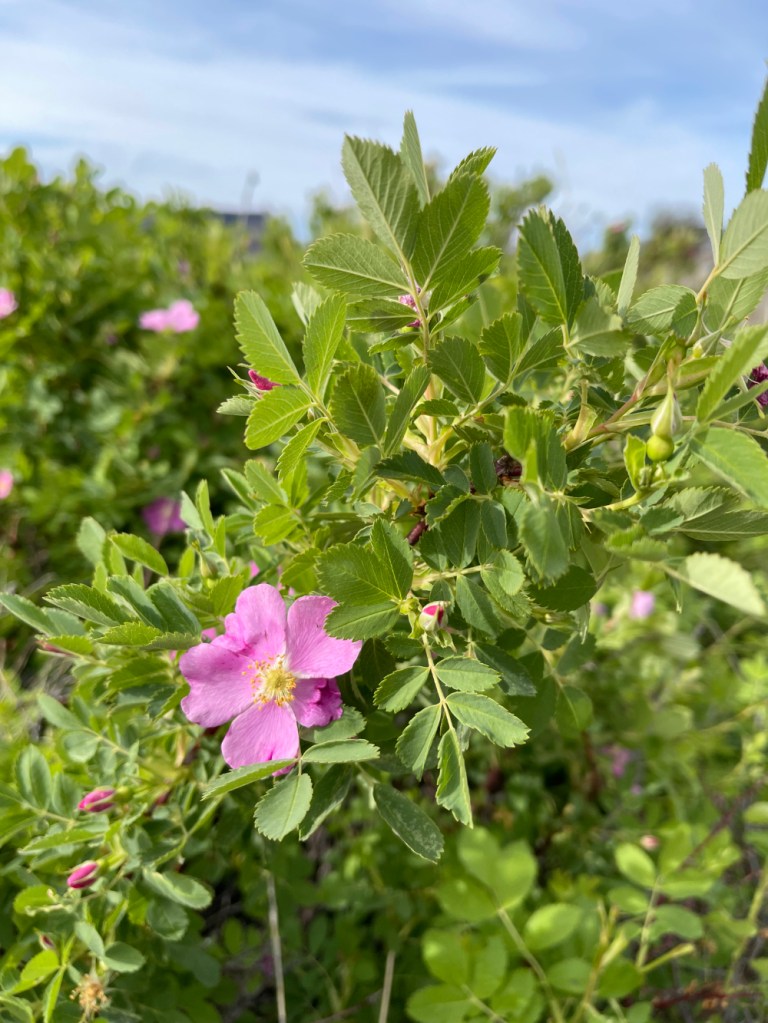 Woods Rose —Rosa woodsii

east of the Cascades