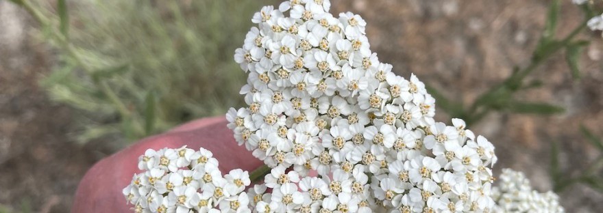 Yarrow: wildflower for pollinators in the Northern Hemisphere