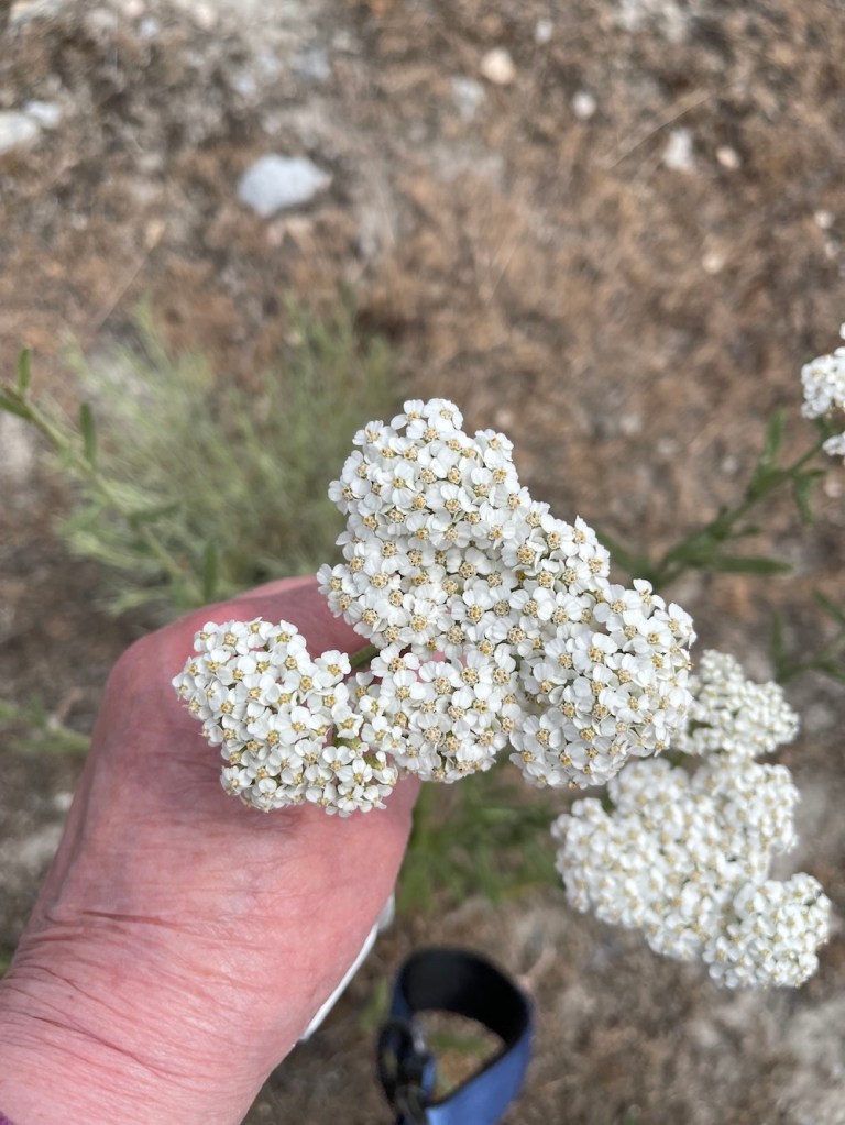 Yarrow: wildflower for pollinators in the Northern Hemisphere