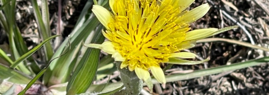 Yellow Salsify (Tragopogon dubius*) The green bracts below the petals extend beyond the flower head. A member of the Aster family