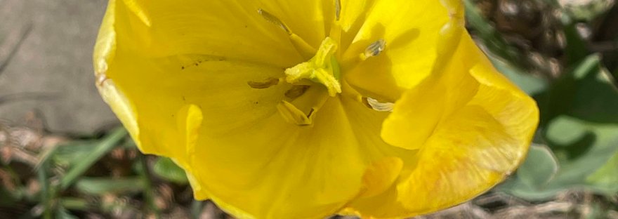 a single yellow tulip in my garden