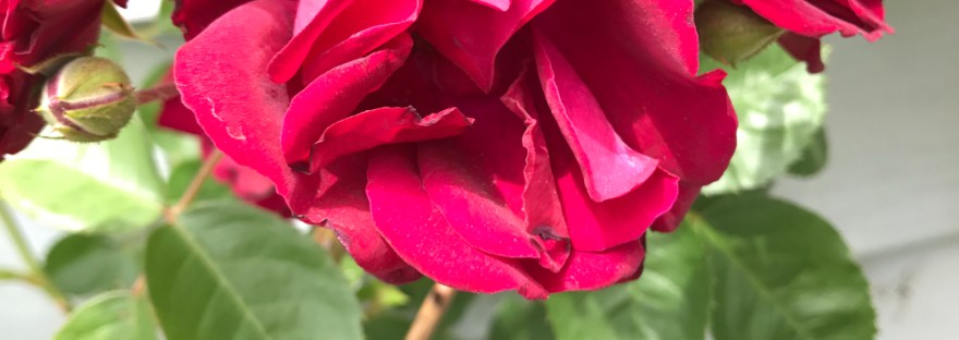 June 4, 2015 The climbing rose once adorned the front porch.