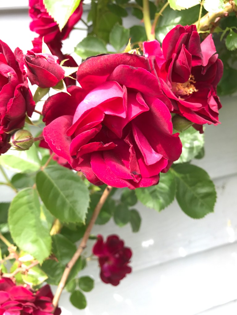 June 4, 2015 The climbing rose once adorned the front porch.