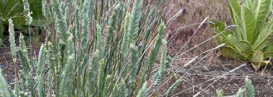 I think it is crested wheatgrass, Agropyron cristatum, but I could be wrong.