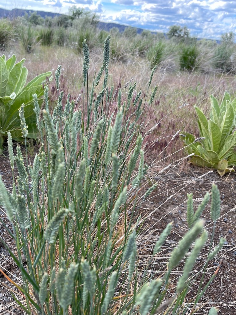 I think it is crested wheatgrass, Agropyron cristatum, but I could be wrong.