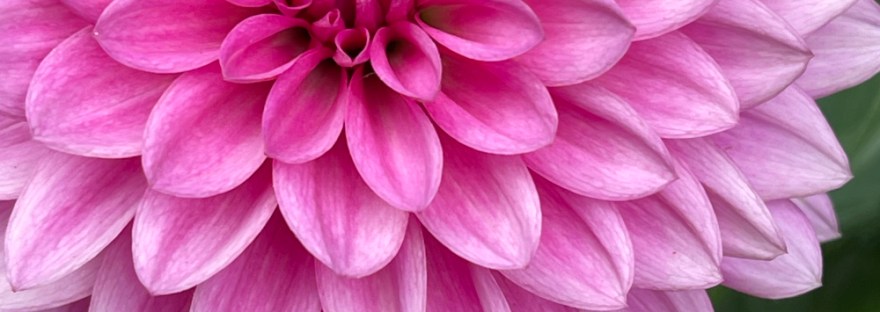 Pink dahlia