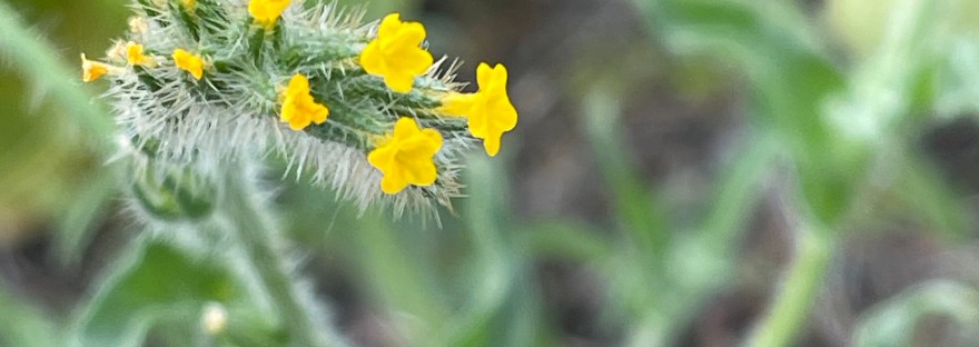 Amsinckia menziesii, in the borage family, at Banks Lake, WA