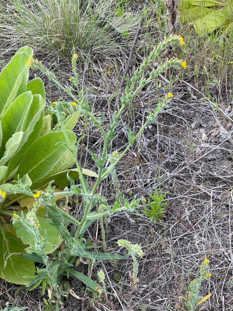 Amsinckia menziesii, in the borage family, at Banks Lake, WA