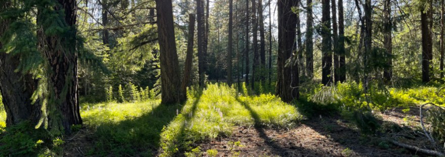 Sun shines through the forest