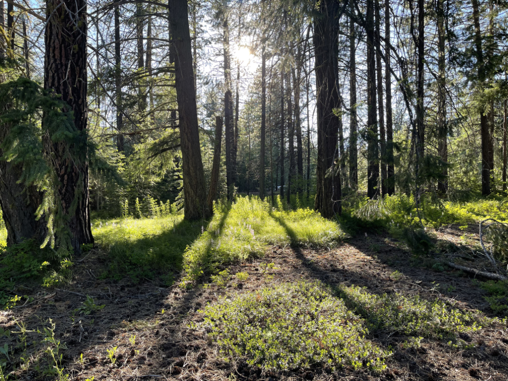 Sunshine through the trees in the forest