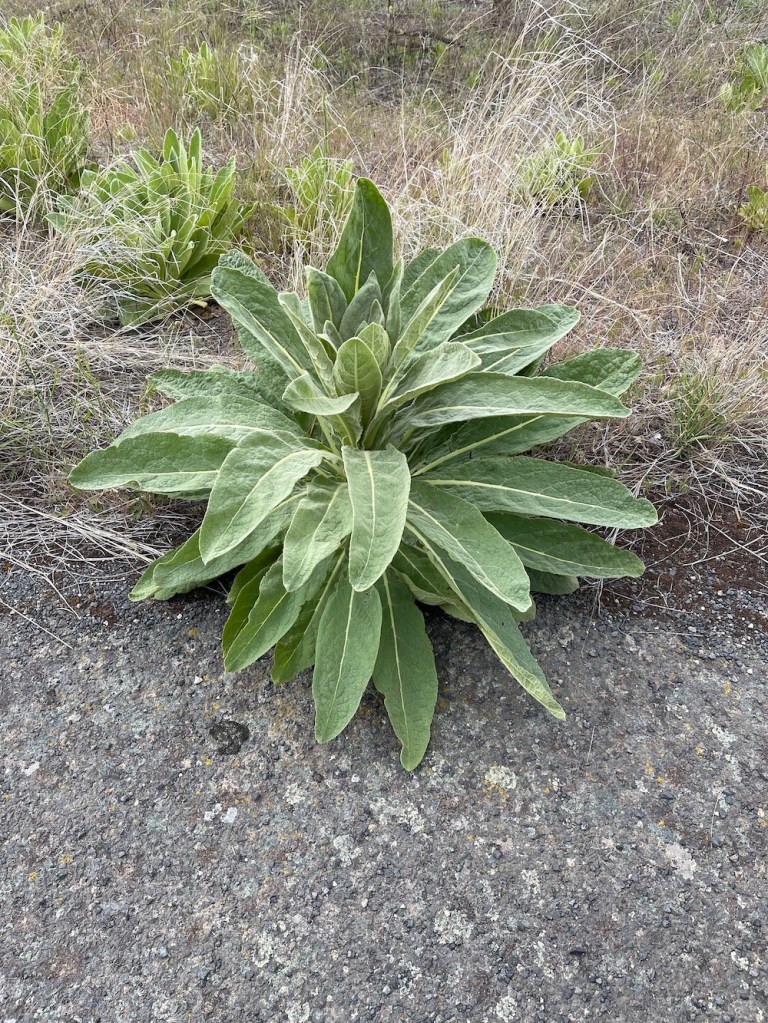 Verbascum thapsus, the great mullein, year 1 rosette
