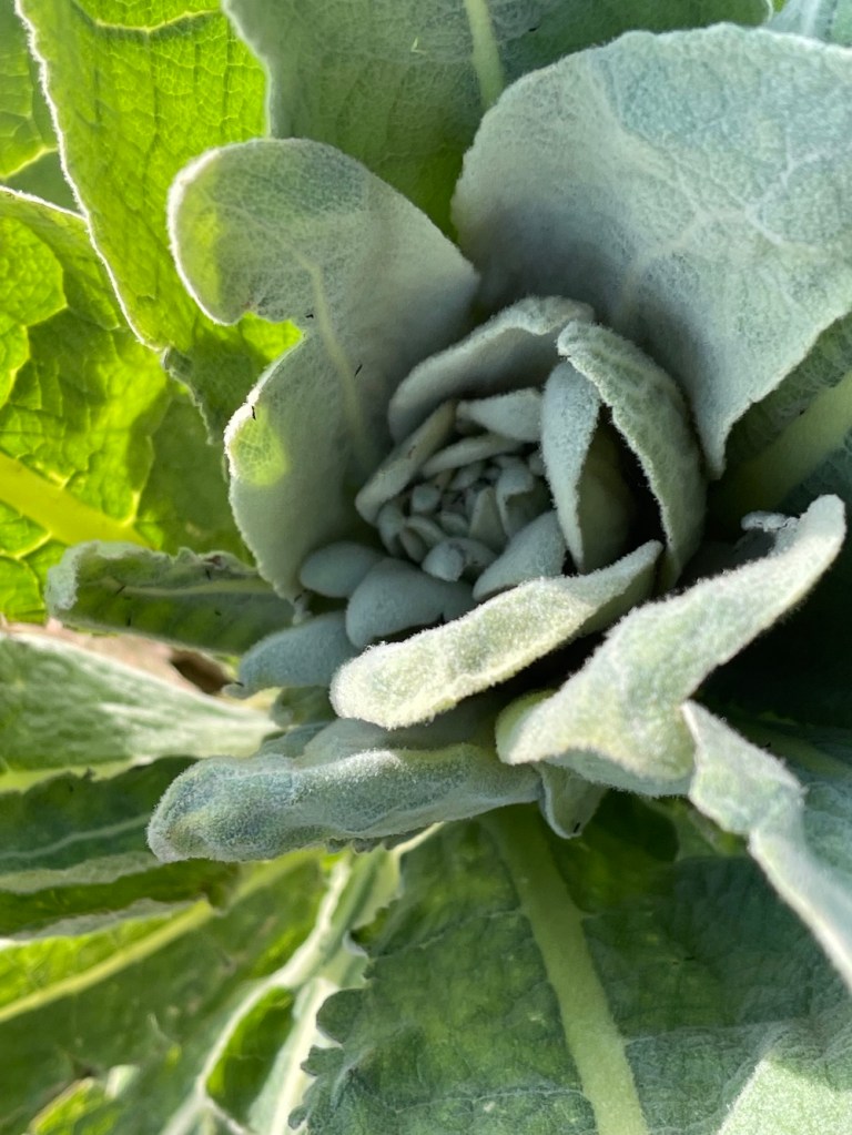 Verbascum thapsus, the great mullein, year 1 rosette