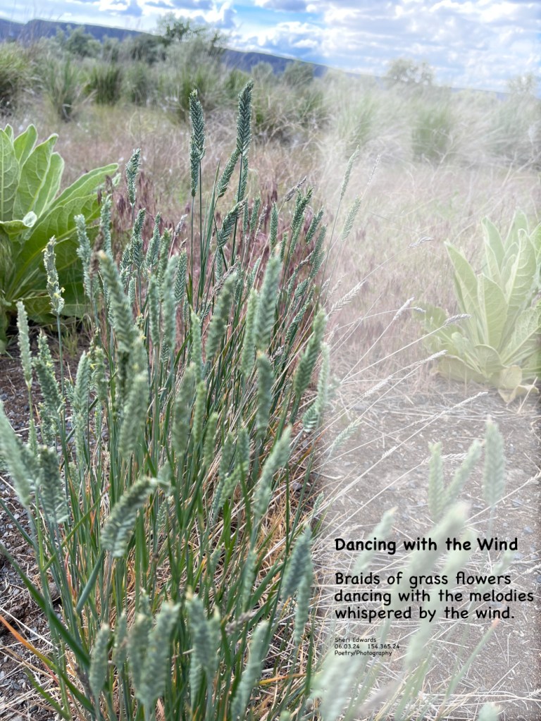 I think it is crested wheatgrass, Agropyron cristatum, but I could be wrong.


and the poem