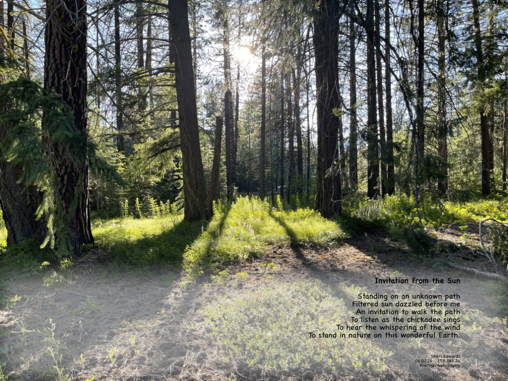 sun shines through the forest and the poem
