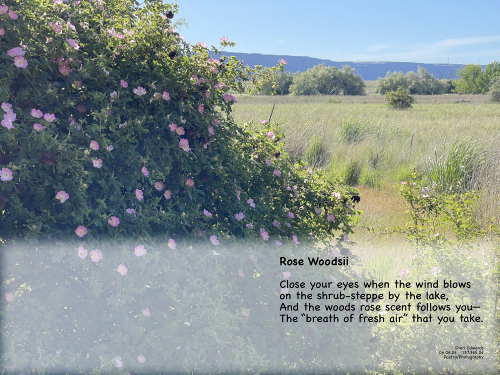 Woods Rose —Rosa woodsii; east of the Cascades along Banks Lake, Wa and the poem
