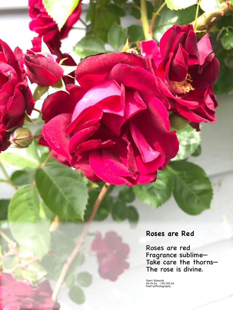 June 4, 2015 The climbing rose once adorned the front porch. and the poem