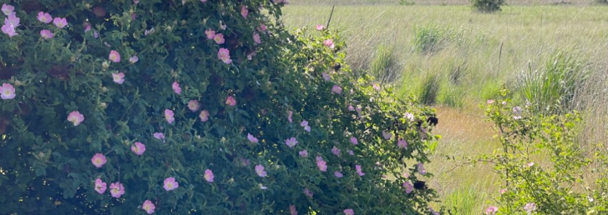 Woods Rose —Rosa woodsii; east of the Cascades