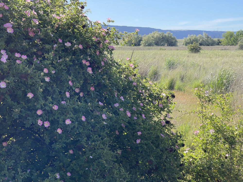 Woods Rose —Rosa woodsii; east of the Cascades