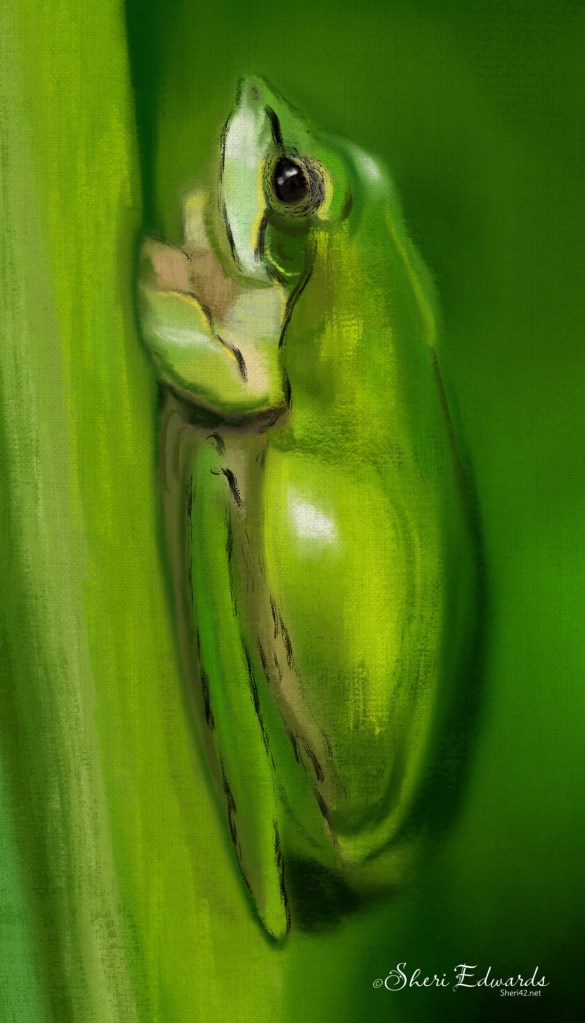 frog painted in Procreate with mostly 6B native brush