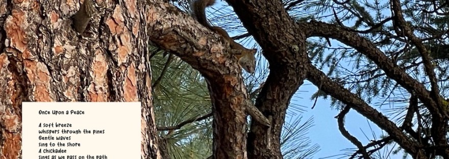 squirrel in Ponderosa Pine and the poem
