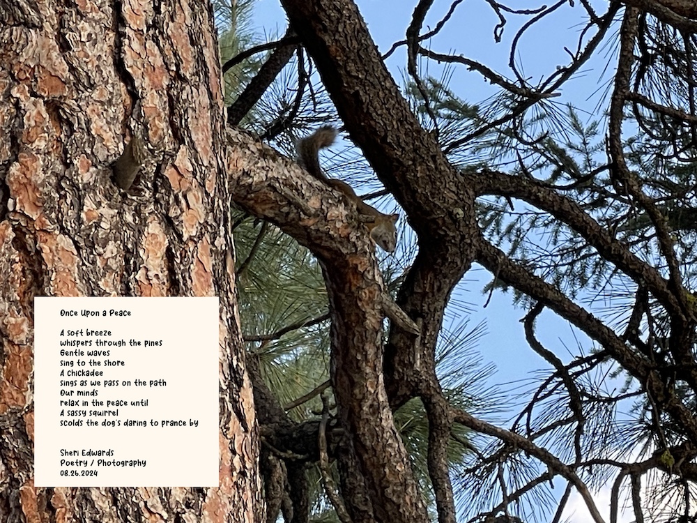 squirrel in Ponderosa Pine and the poem