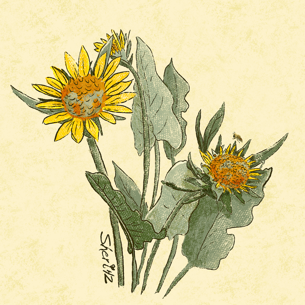 pastel arrowleaf balsamroot by Sheri42