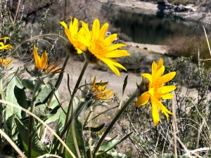 arrowleaf balsamroot sunflower