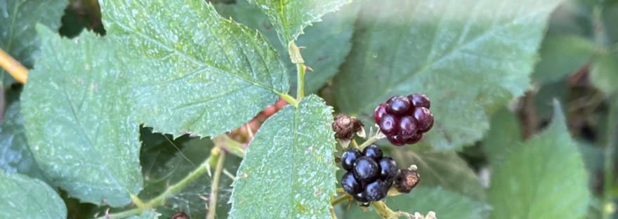 blackberry bush and the poem