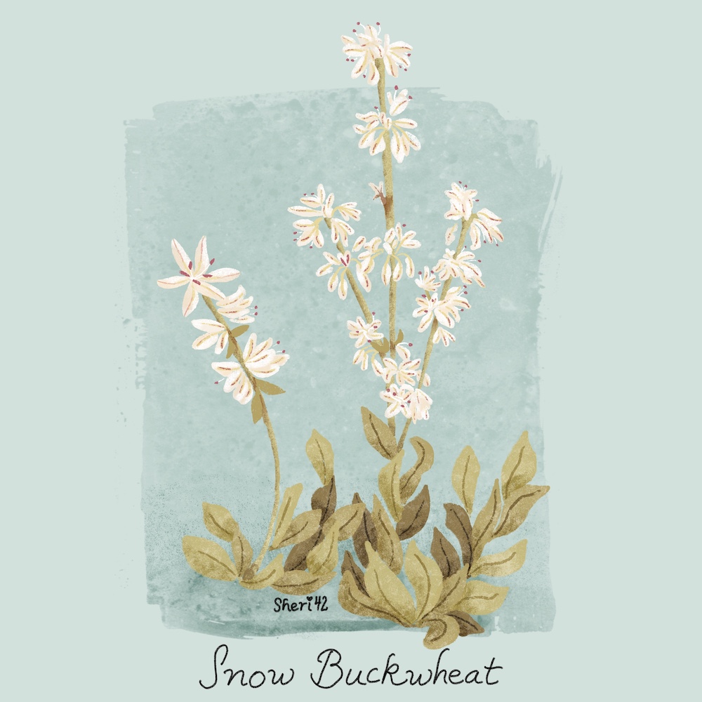 watercolor snow buckwheat by Sheri42