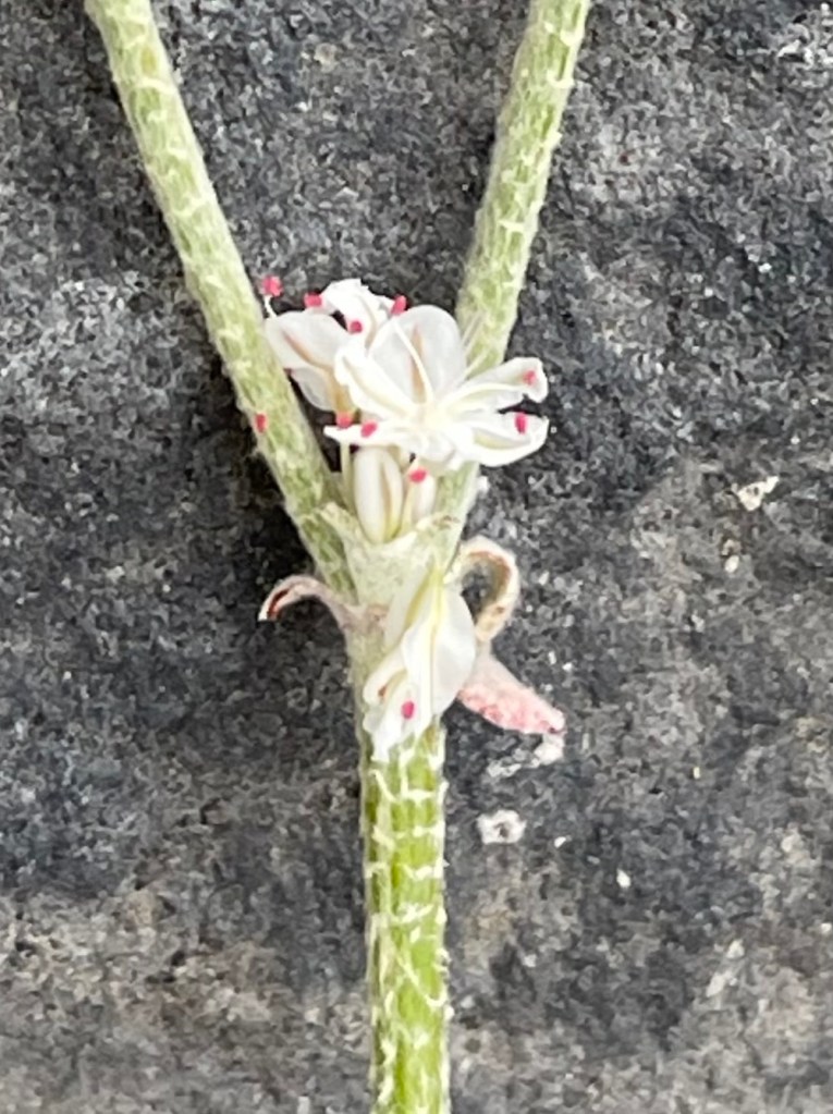 close up of snow buckwheat tepals