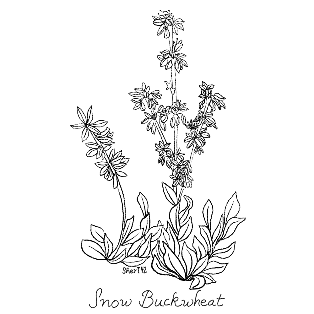 sketch of snow buckwheat by Sheri42