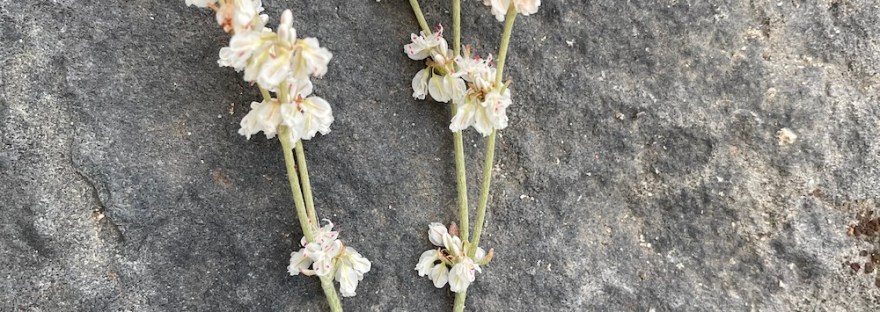 snow buckwheat stem with whorls of flowers