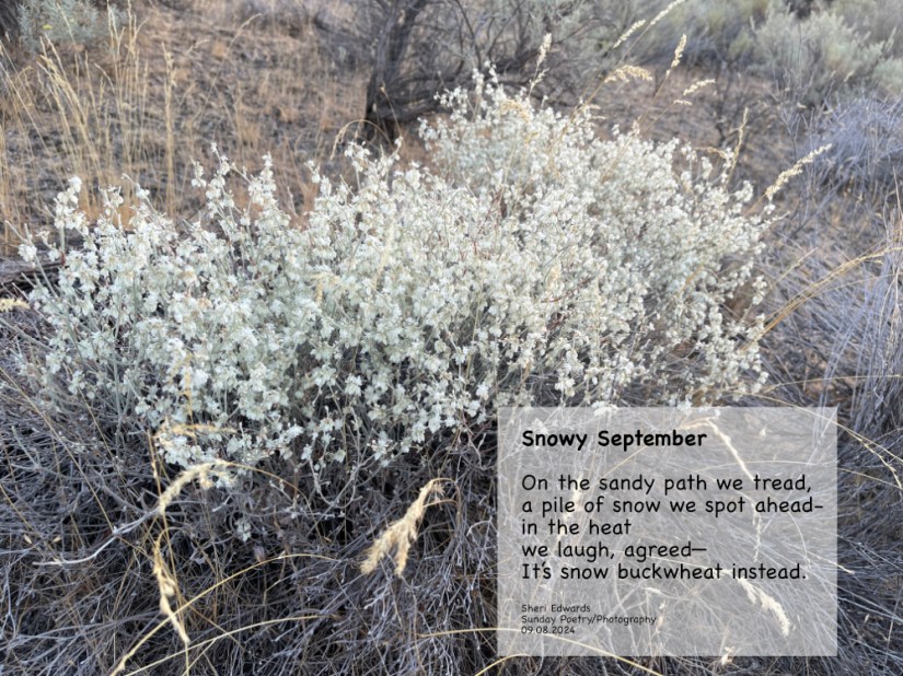 clump of snow buckwheat; September; and poem