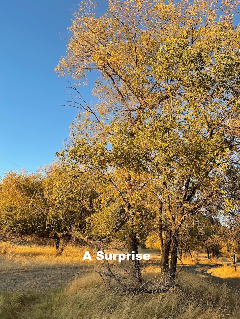 the elm trees the started a surprise visit and story