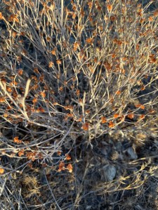 autumn snow buckwheat