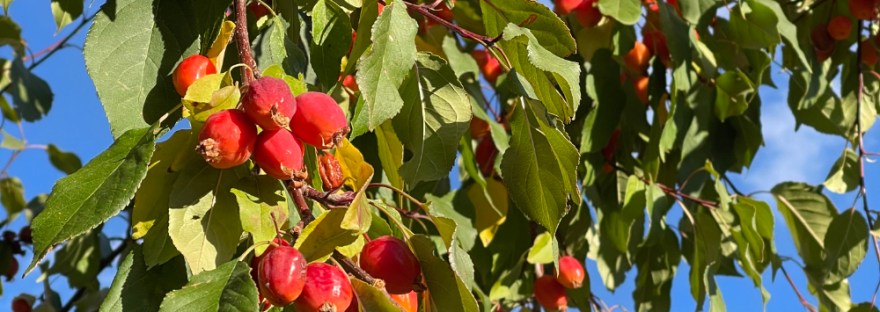 crab apples beneath blue sky in autumn with poem by Sheri42