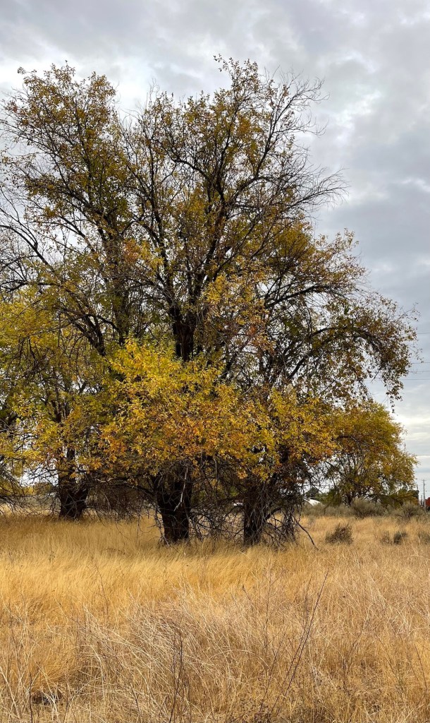 American Elm Tree in field of yellow autumn grasses