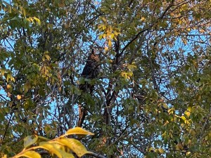Great Horned Owl with evening sunshine on its face while fearing for the two ravens mobbing it