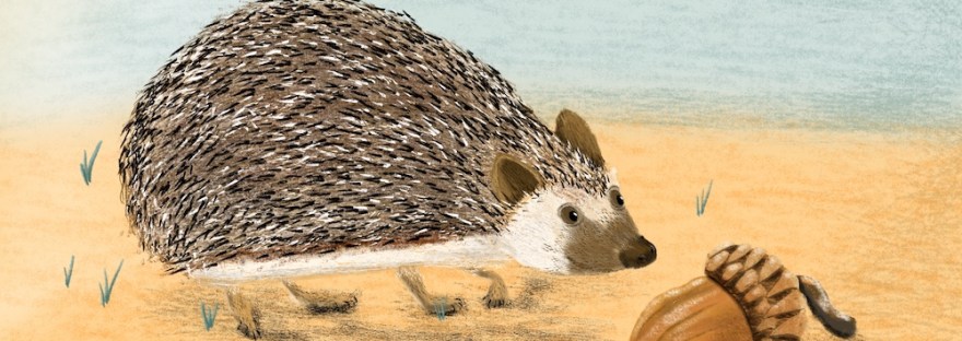 hedgehog and acorn by Sheri42